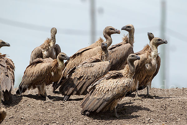 Weißrückengeier (Gyps africanus)