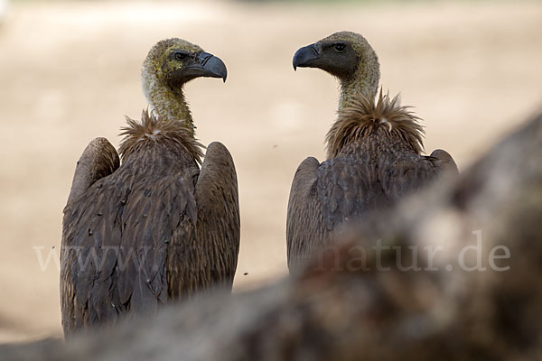 Weißrückengeier (Gyps africanus)