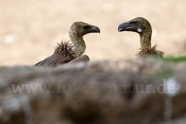 Weißrückengeier (Gyps africanus)