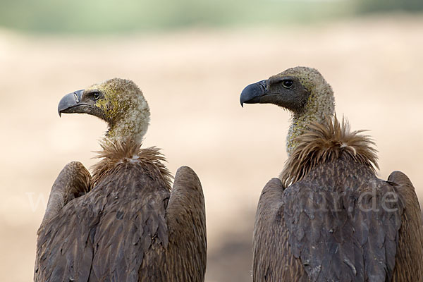 Weißrückengeier (Gyps africanus)