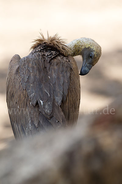 Weißrückengeier (Gyps africanus)