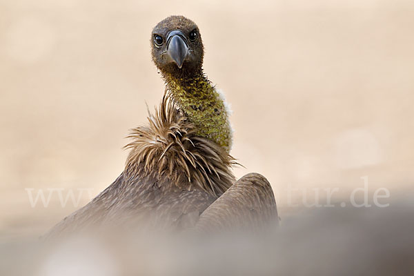 Weißrückengeier (Gyps africanus)