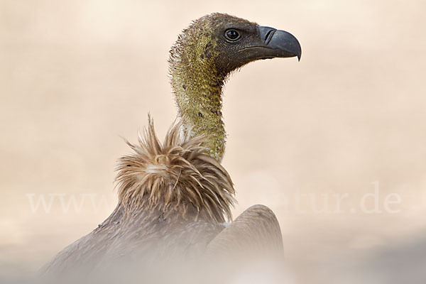 Weißrückengeier (Gyps africanus)