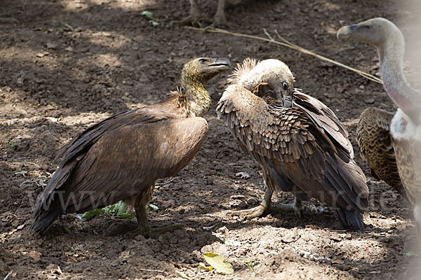 Weißrückengeier (Gyps africanus)