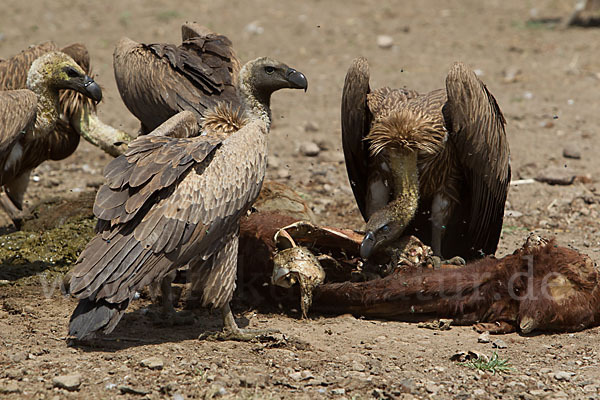 Weißrückengeier (Gyps africanus)