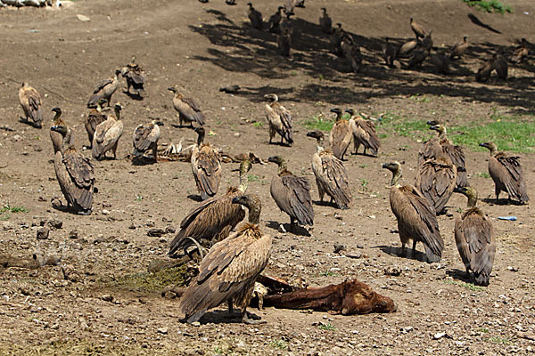 Weißrückengeier (Gyps africanus)