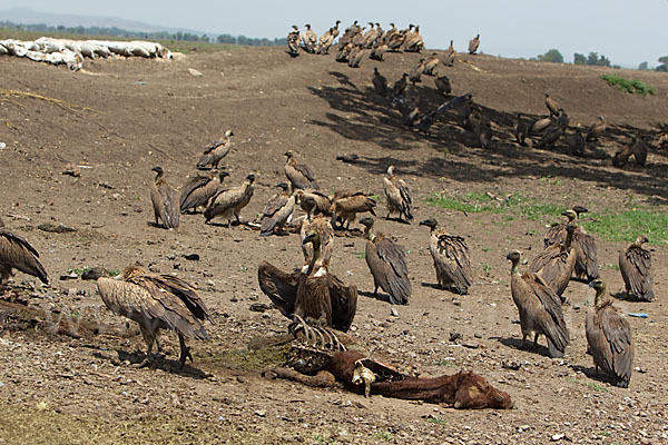 Weißrückengeier (Gyps africanus)