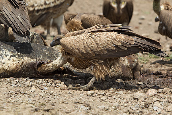 Weißrückengeier (Gyps africanus)