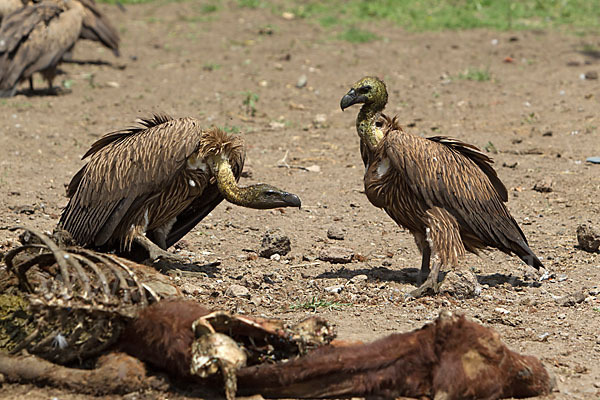 Weißrückengeier (Gyps africanus)