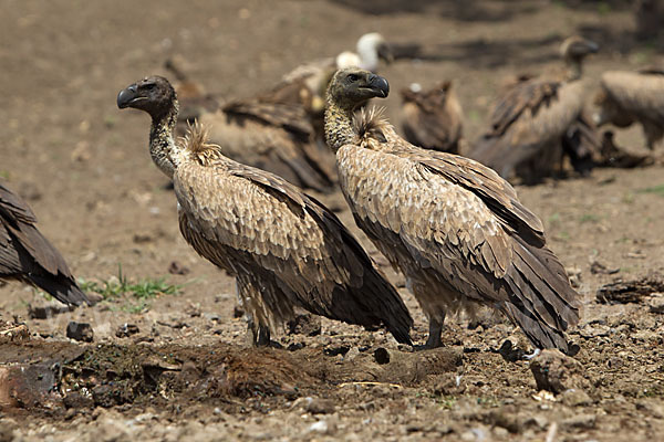 Weißrückengeier (Gyps africanus)