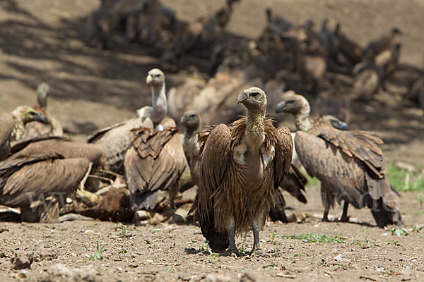 Weißrückengeier (Gyps africanus)