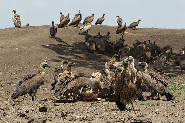 Weißrückengeier (Gyps africanus)