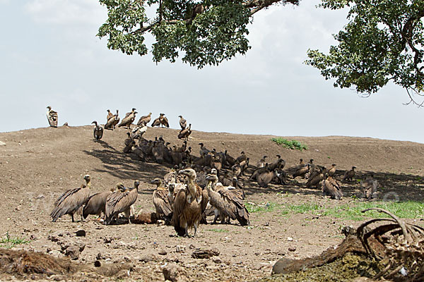 Weißrückengeier (Gyps africanus)