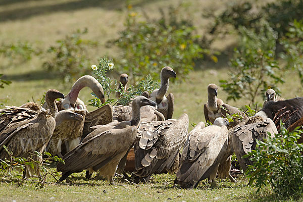 Weißrückengeier (Gyps africanus)