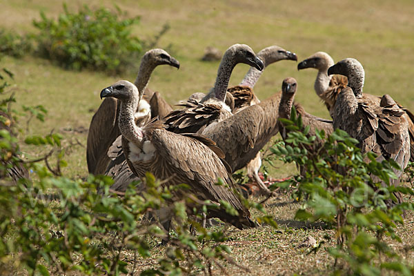 Weißrückengeier (Gyps africanus)