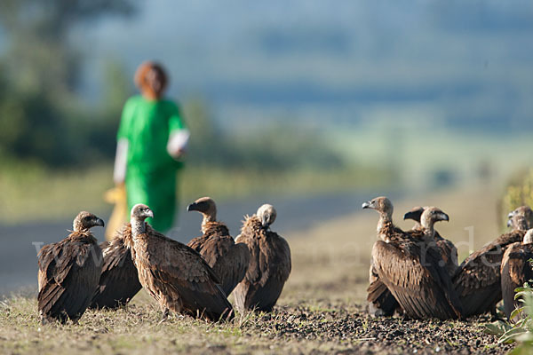 Weißrückengeier (Gyps africanus)