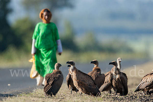 Weißrückengeier (Gyps africanus)