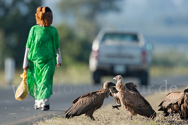 Weißrückengeier (Gyps africanus)