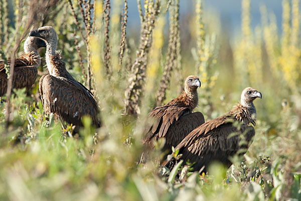 Weißrückengeier (Gyps africanus)