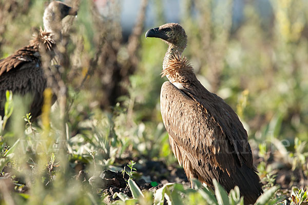 Weißrückengeier (Gyps africanus)