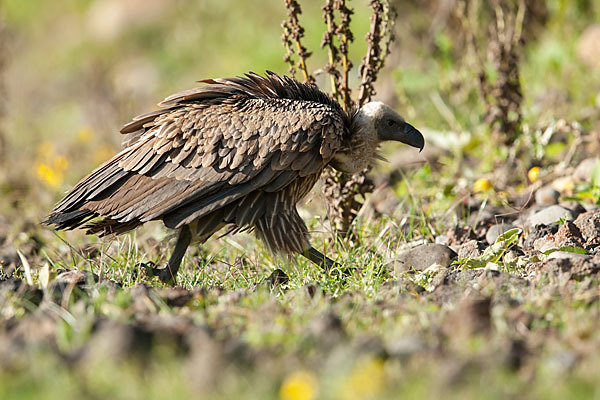 Weißrückengeier (Gyps africanus)