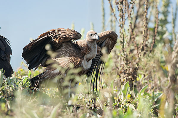 Weißrückengeier (Gyps africanus)