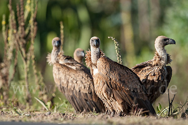 Weißrückengeier (Gyps africanus)