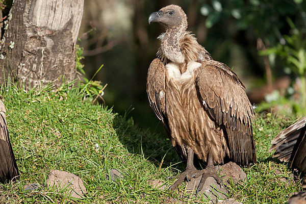 Weißrückengeier (Gyps africanus)