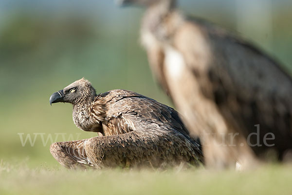 Weißrückengeier (Gyps africanus)