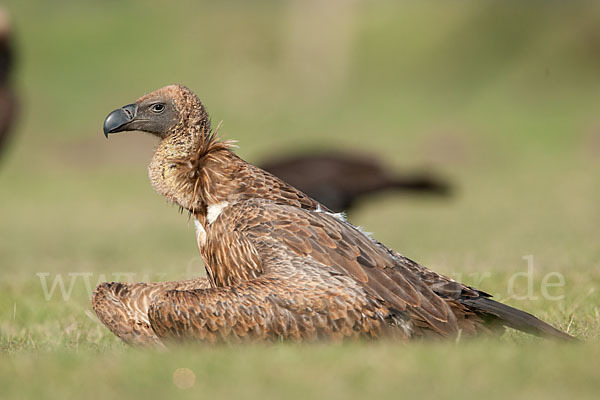 Weißrückengeier (Gyps africanus)