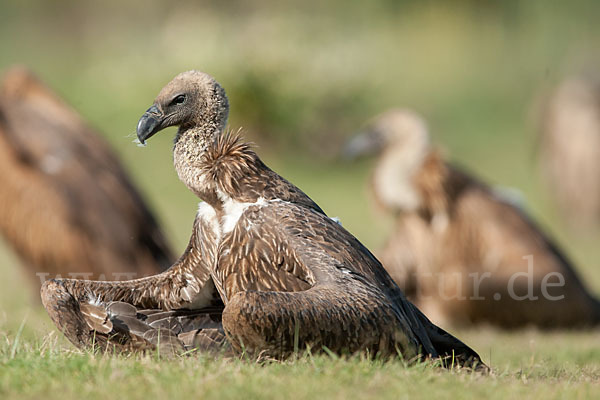 Weißrückengeier (Gyps africanus)