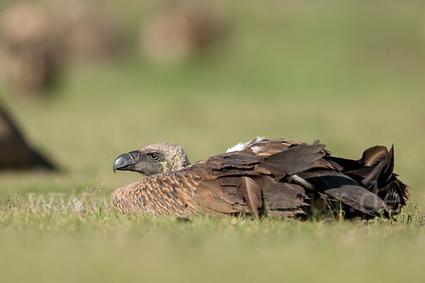 Weißrückengeier (Gyps africanus)