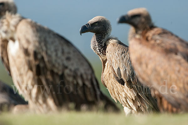 Weißrückengeier (Gyps africanus)