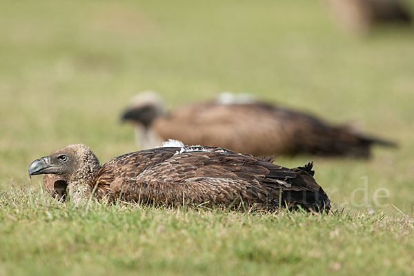 Weißrückengeier (Gyps africanus)