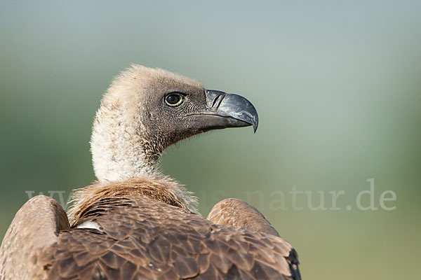 Weißrückengeier (Gyps africanus)