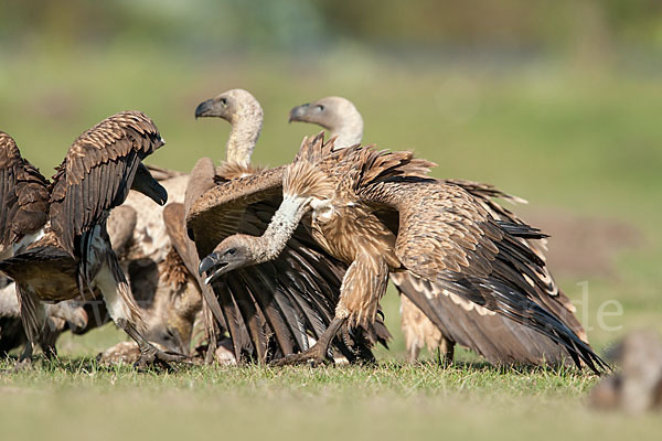 Weißrückengeier (Gyps africanus)