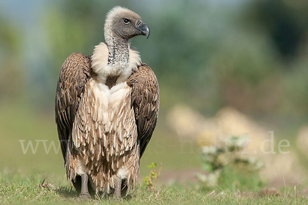 Weißrückengeier (Gyps africanus)