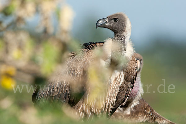 Weißrückengeier (Gyps africanus)