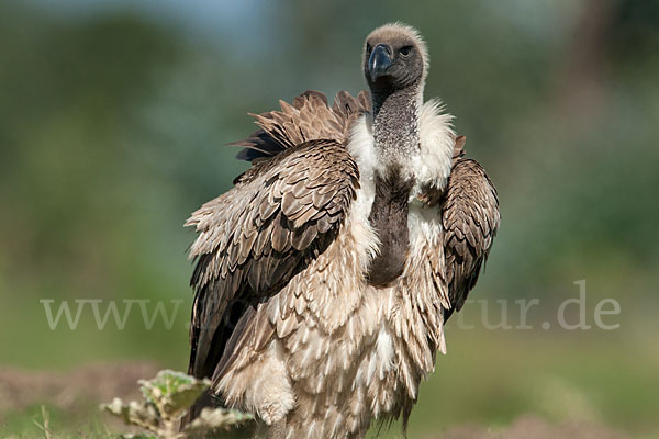 Weißrückengeier (Gyps africanus)