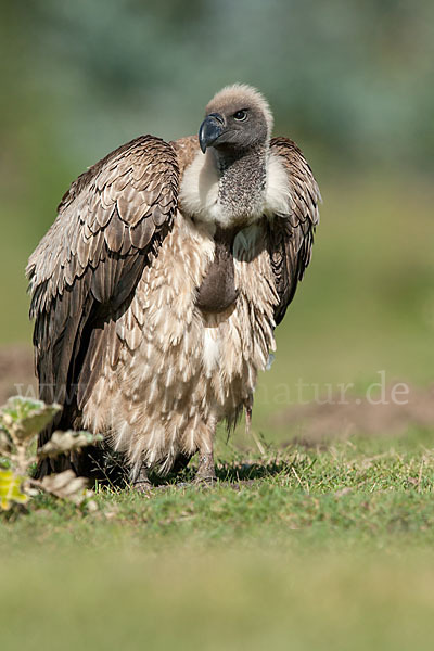 Weißrückengeier (Gyps africanus)