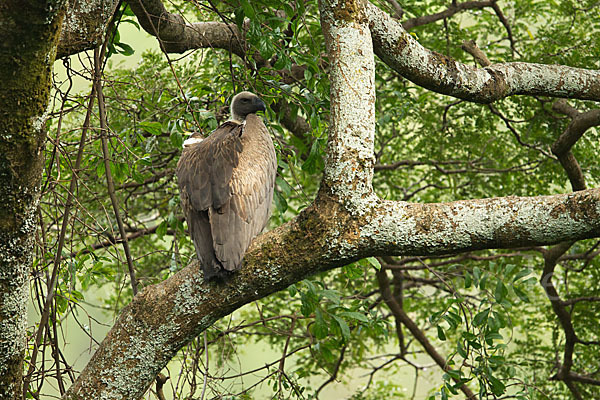 Weißrückengeier (Gyps africanus)