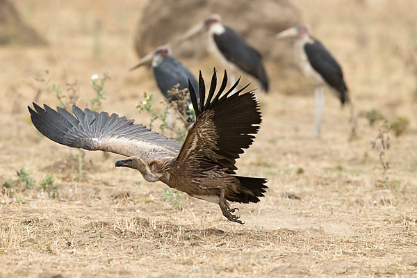 Weißrückengeier (Gyps africanus)