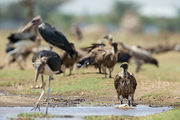 Weißrückengeier (Gyps africanus)