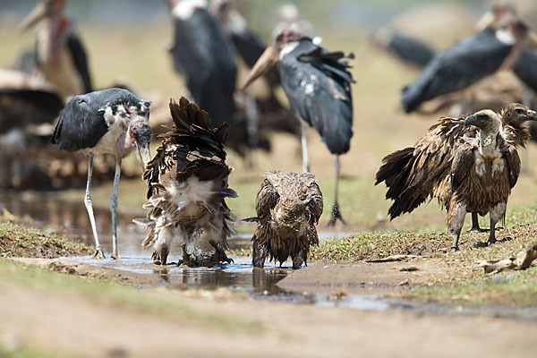 Weißrückengeier (Gyps africanus)