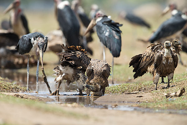 Weißrückengeier (Gyps africanus)