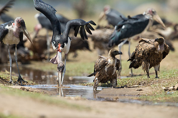 Weißrückengeier (Gyps africanus)