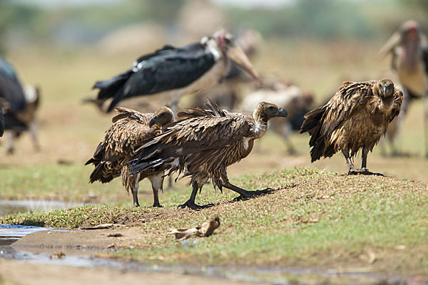 Weißrückengeier (Gyps africanus)