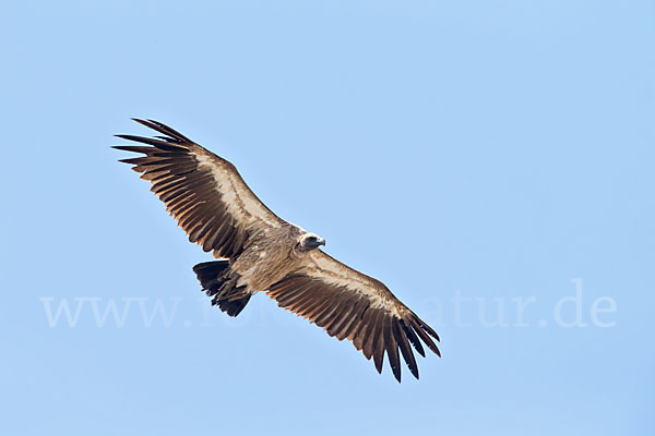 Weißrückengeier (Gyps africanus)