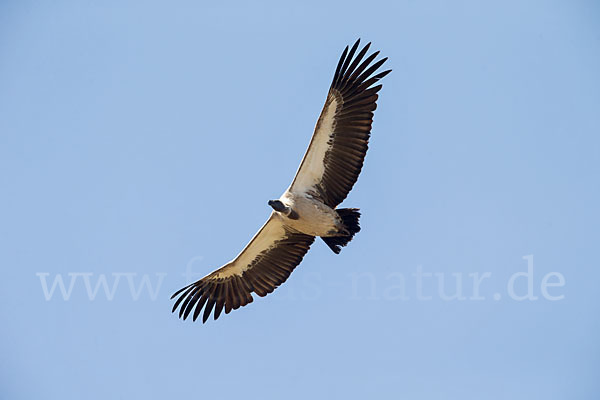 Weißrückengeier (Gyps africanus)