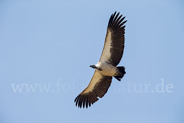 Weißrückengeier (Gyps africanus)